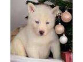 Siberian Husky Puppy for sale in Industry, IL, USA
