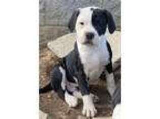 Alapaha Blue Blood Bulldog Puppy for sale in Nashville, TN, USA