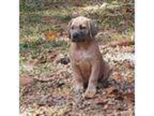 Cane Corso Puppy for sale in Mount Juliet, TN, USA