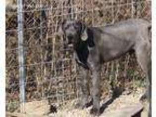 Great Dane Puppy for sale in Springfield, KY, USA
