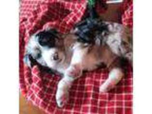 Mutt Puppy for sale in Hesston, KS, USA