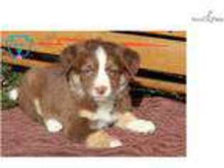 Border Collie Puppy for sale in Lancaster, PA, USA