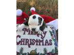 American Bulldog Puppy for sale in Waynesboro, MS, USA