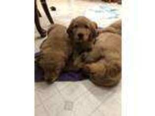 Golden Retriever Puppy for sale in Fort Washington, MD, USA
