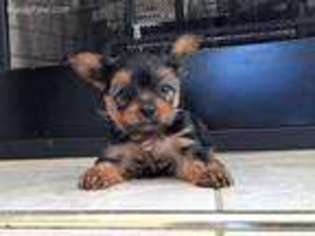 Yorkshire Terrier Puppy for sale in Richburg, SC, USA
