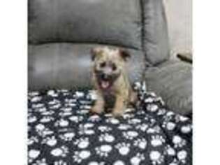 Cairn Terrier Puppy for sale in West Plains, MO, USA