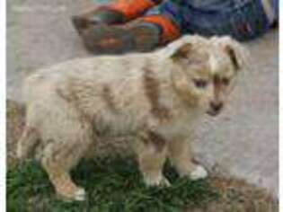 Australian Shepherd Puppy for sale in Lawton, OK, USA