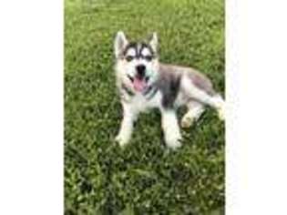 Siberian Husky Puppy for sale in Deputy, IN, USA