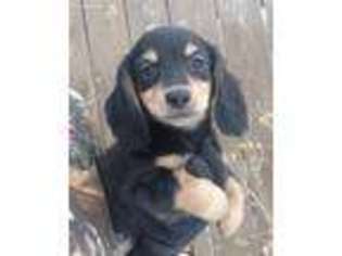 Dachshund Puppy for sale in Oakley, MI, USA