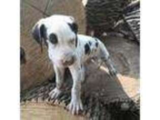 Great Dane Puppy for sale in Fairfield, CT, USA