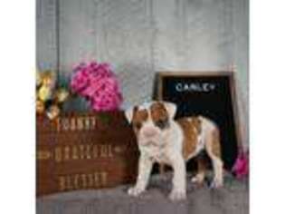 American Bulldog Puppy for sale in Shipshewana, IN, USA
