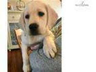 Labrador Retriever Puppy for sale in Dayton, OH, USA