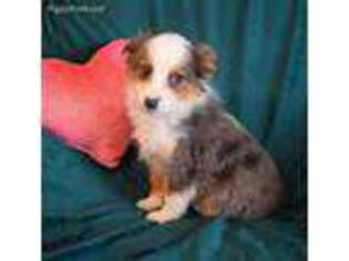 Miniature Australian Shepherd Puppy for sale in West Plains, MO, USA