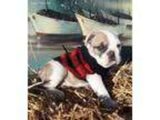Bulldog Puppy for sale in Twentynine Palms, CA, USA