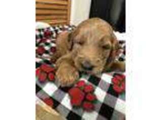 Goldendoodle Puppy for sale in Loda, IL, USA