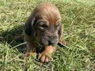 Bloodhound Puppy for sale in Ludowici, GA, USA