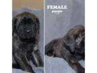 Mastiff Puppy for sale in Piqua, OH, USA