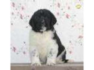 Newfoundland Puppy for sale in Gordonville, PA, USA