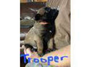 Belgian Malinois Puppy for sale in Bethel, PA, USA