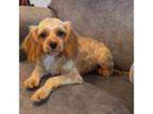 Cavapoo Puppy for sale in Claypool, IN, USA