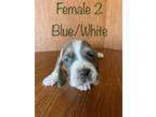 Basset Hound Puppy for sale in Kutztown, PA, USA