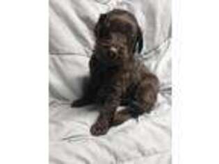 Labradoodle Puppy for sale in Ringgold, GA, USA