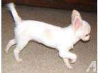 Chihuahua Puppy for sale in BELLE VERNON, PA, USA