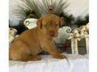 Labrador Retriever Puppy for sale in Nacogdoches, TX, USA