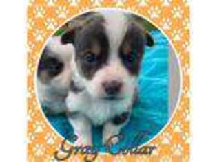 Pembroke Welsh Corgi Puppy for sale in Scottown, OH, USA