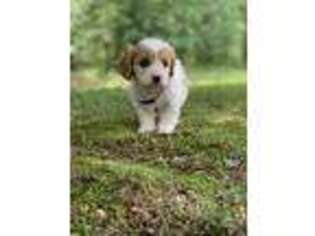 Cavachon Puppy for sale in Greenville, MO, USA
