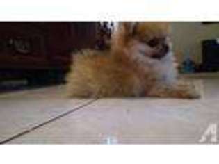 Pomeranian Puppy for sale in LONG BEACH, CA, USA