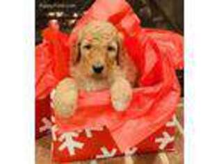 Goldendoodle Puppy for sale in Atlanta, GA, USA