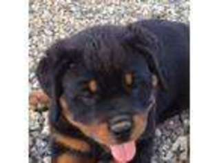 Rottweiler Puppy for sale in HOLLISTER, CA, USA