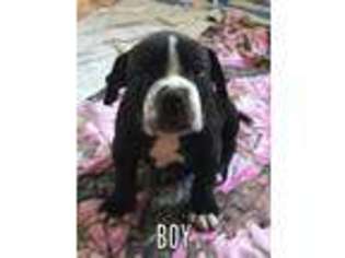 Alapaha Blue Blood Bulldog Puppy for sale in Winnemucca, NV, USA