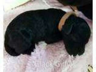 Labradoodle Puppy for sale in Boynton Beach, FL, USA