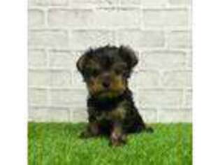 Yorkshire Terrier Puppy for sale in Plainville, IN, USA