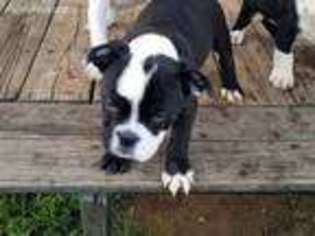 Olde English Bulldogge Puppy for sale in Vinemont, AL, USA