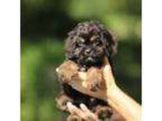 Cavapoo Puppy for sale in Hazlehurst, GA, USA