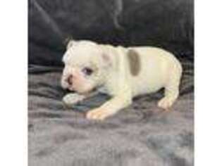 French Bulldog Puppy for sale in Pauls Valley, OK, USA