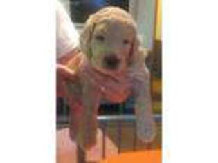 Goldendoodle Puppy for sale in Enterprise, AL, USA