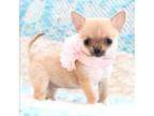 Chihuahua Puppy for sale in Menifee, CA, USA