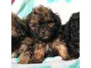 Shih-Poo Puppy for sale in Vernonia, OR, USA