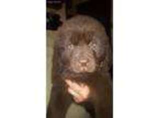 Newfoundland Puppy for sale in Monroeville, PA, USA