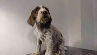 German Wirehaired Pointer Puppy for sale in Fort Collins, CO, USA