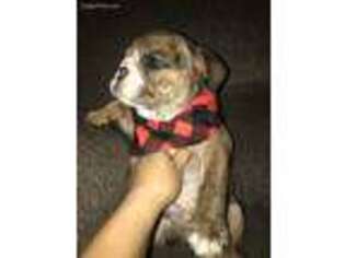 Bulldog Puppy for sale in Reedley, CA, USA