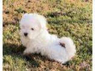 Havanese Puppy for sale in Otway, OH, USA