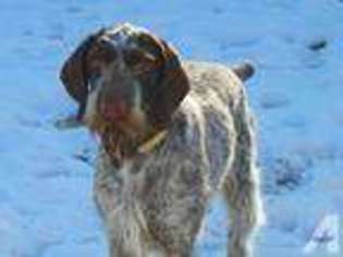 German Wirehaired Pointer Puppy for sale in STERLING, CO, USA