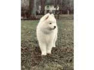 Samoyed Puppy for sale in Arcade, NY, USA