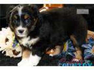 Australian Shepherd Puppy for sale in Saint George, UT, USA