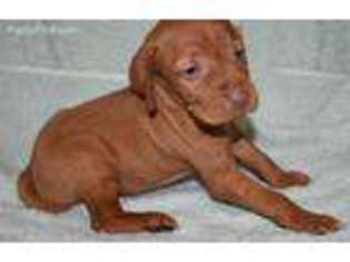 Vizsla Puppy for sale in Gillsville, GA, USA